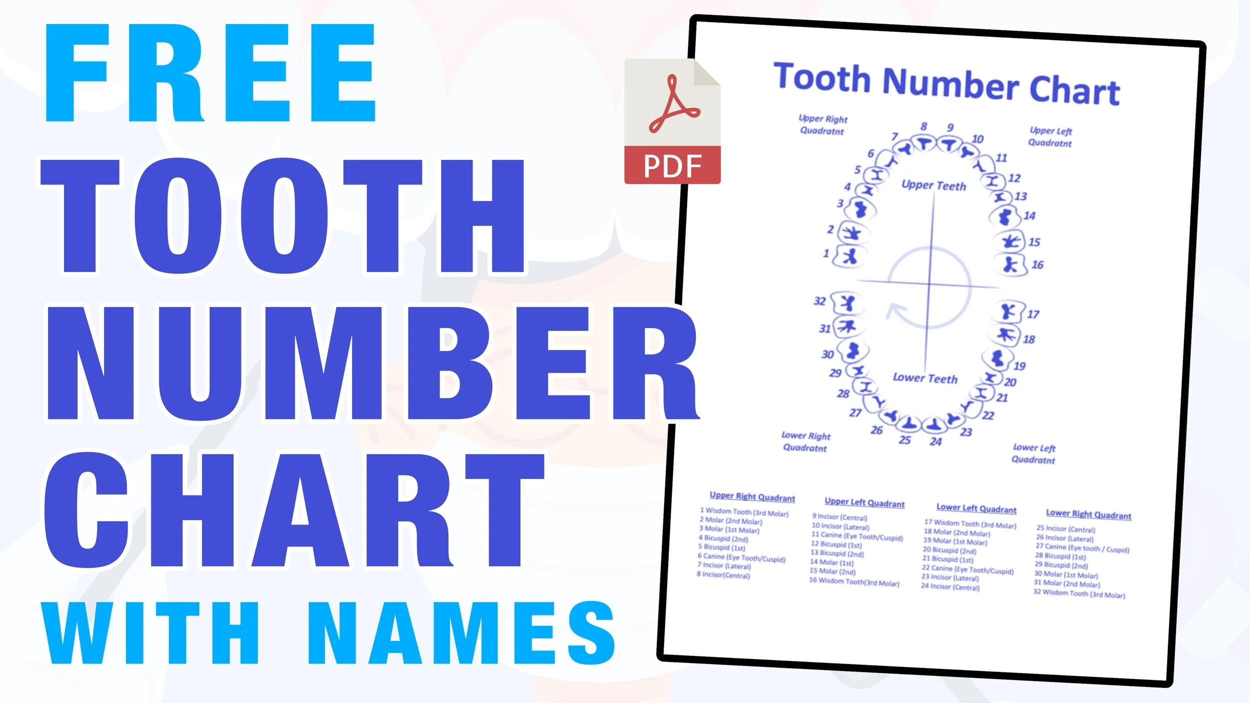 Printable Free Printable Tooth Number Chart