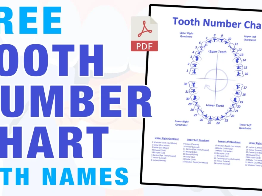 Tooth Number Chart Printable PDF Mashup Math
