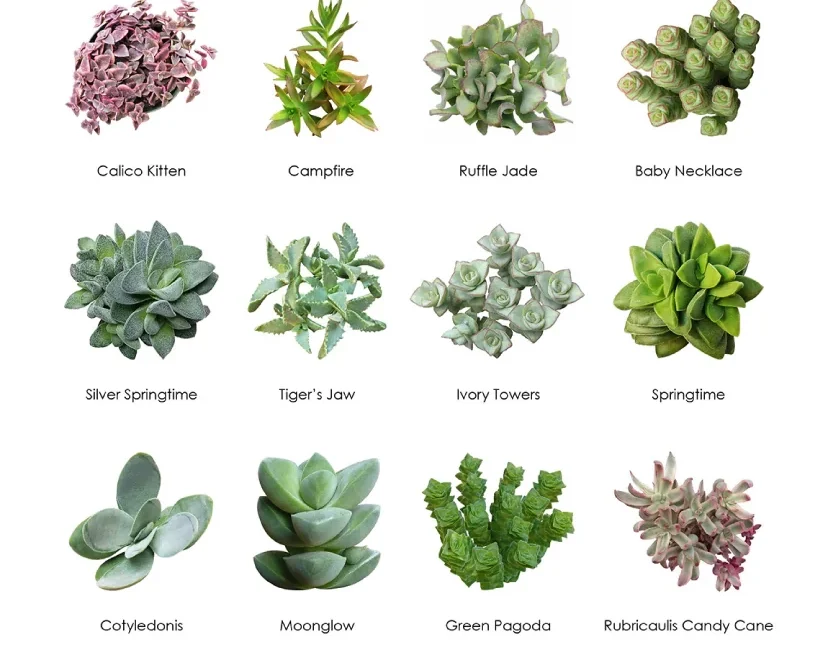 Types Of Succulents Digital Printable Succulent Identification