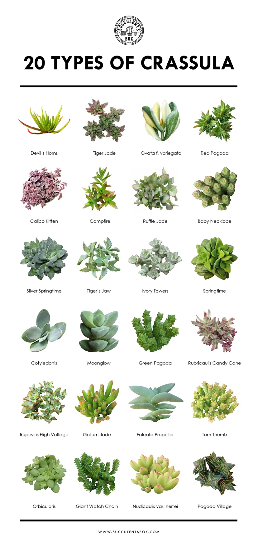 Types Of Succulents Digital Printable Succulent Identification 