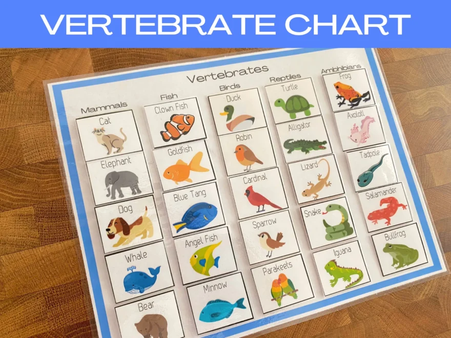 Vertebrate Classification Chart Animal Cards Homeschool