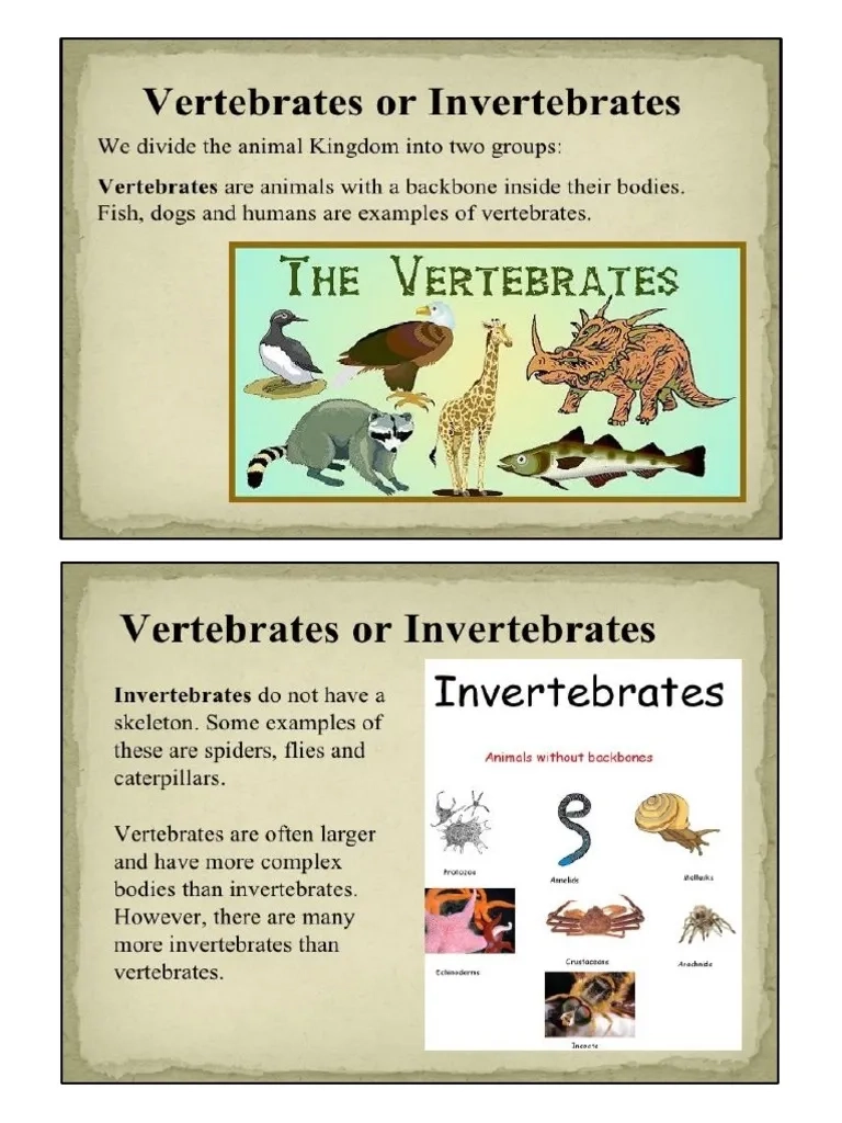 Complete Vertebrates Guide With Taxonomy Printable Complete Vertebrates Guide With Taxonomy Printable